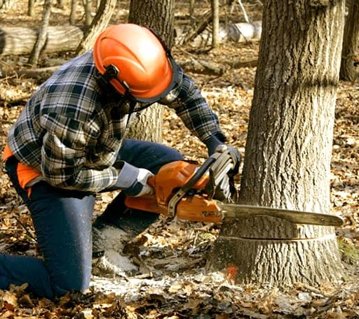 Tree Removal in Tiger, GA